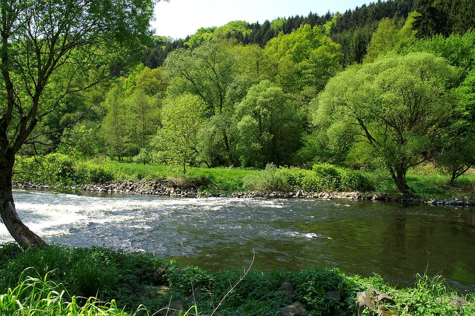 Das Siegufer: wertvolles Habitat für viele Arten