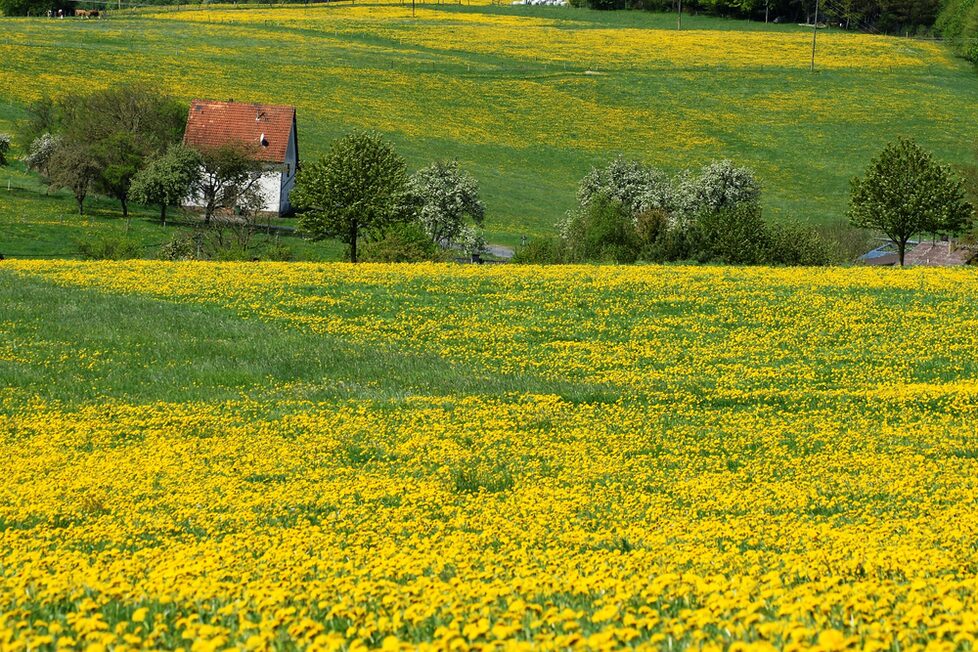 Frühlingswiese bei Windeck