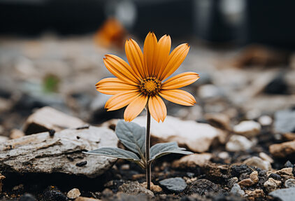 Blume wächst durch Asphalt