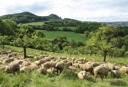 Schafherde Siebengebirge