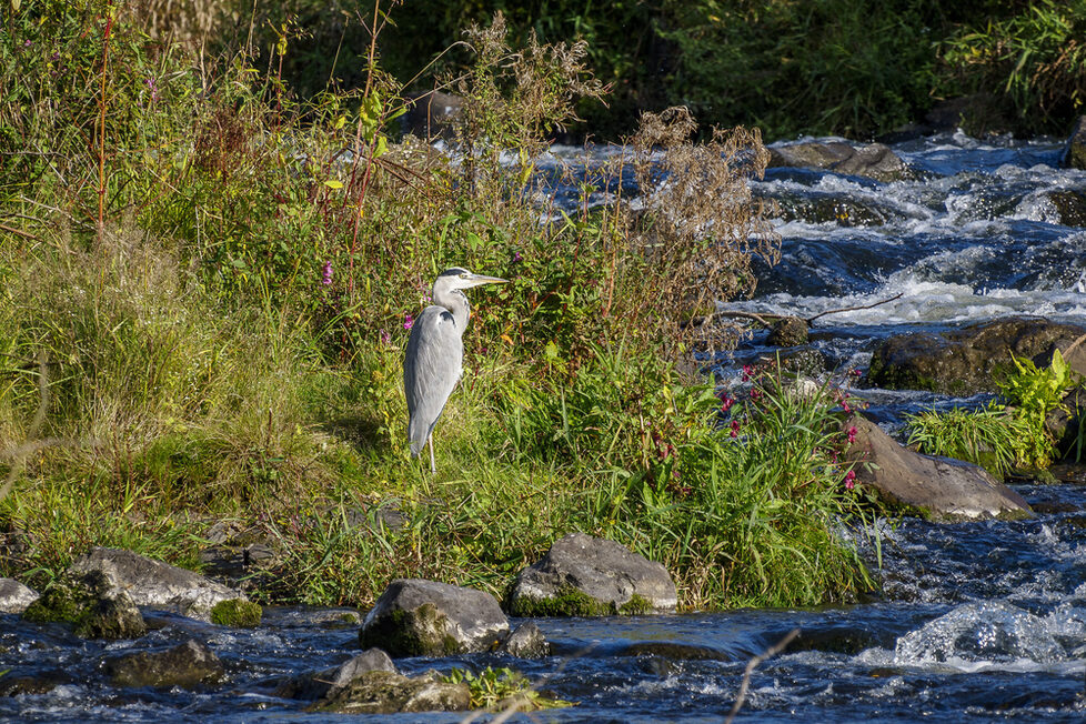 Graureiher am Flußufer