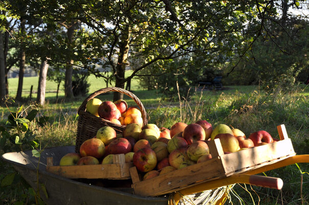 Obstkarren auf einer Streuobstwiese