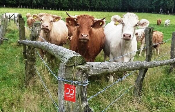 Rinder auf einer Weide am Fachwerkweg