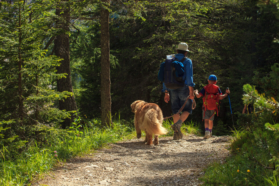 Hunde im Wald immer an der Leine halten