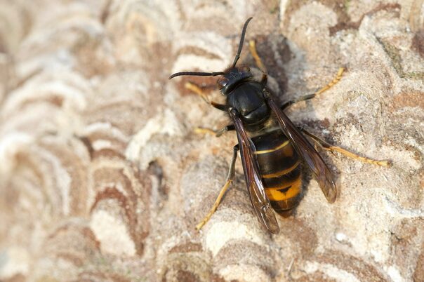 Vespa velutina nigrithorax, die Asiatische Hornisse