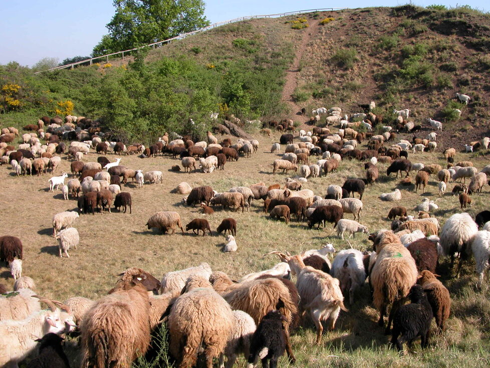 Beweidung am Rodderberg