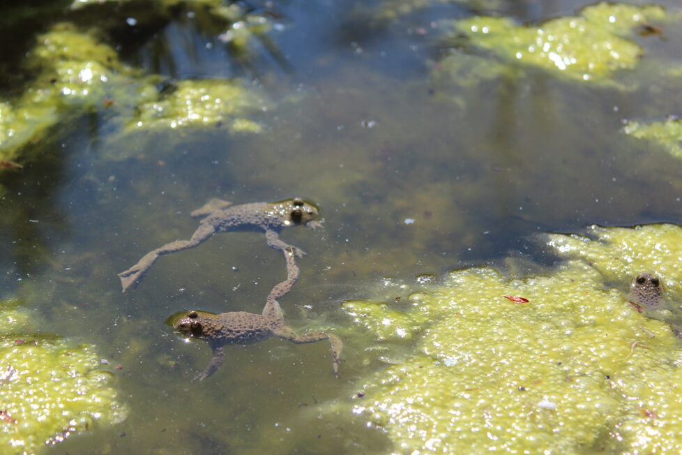 Naturschutzgebiet Eulenberg