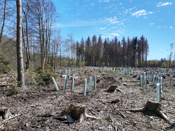 Abgeholzter Wald mit toten Nadelbäumen im Hintergrund