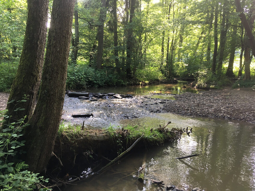 Naafbach bei Kreuznaaf