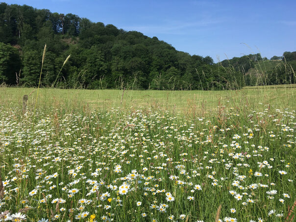 Artenreiche Glatthaferwiese im Naafbachtal