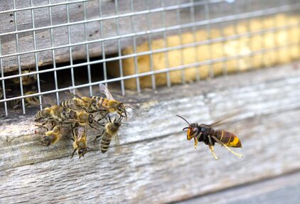 Weltbienentag 2026