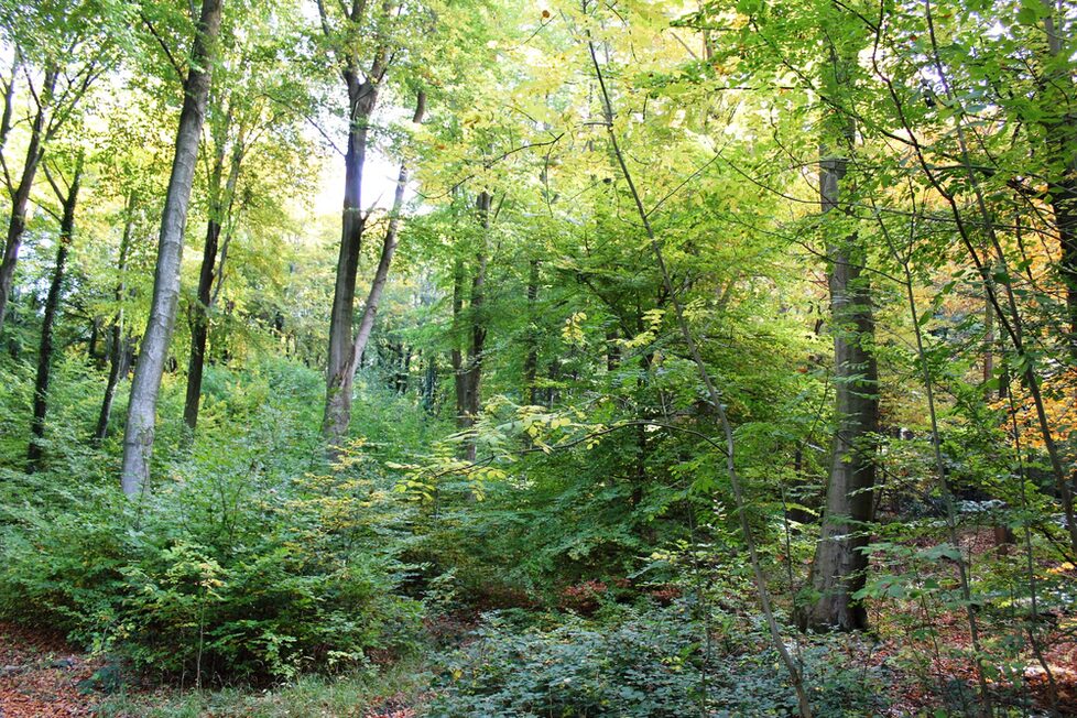 Grüner Wald im Siebengebirge