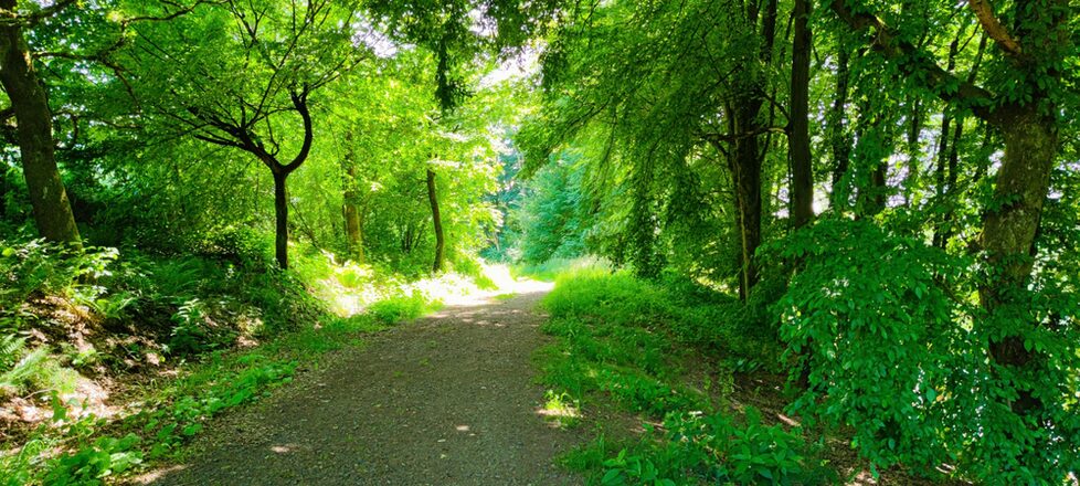 Dichter grüner Wald im Sonnenschein