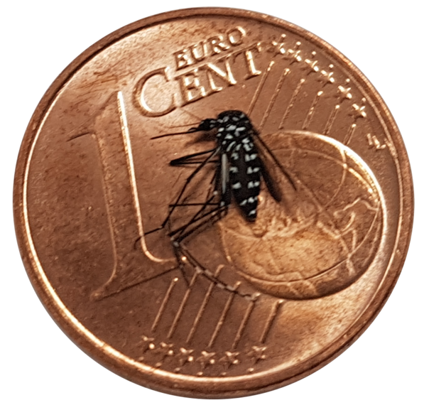 Eine Asiatische Tigermücke auf einem 1-Cent-Stück