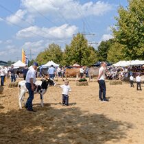 Vorführung im Ring