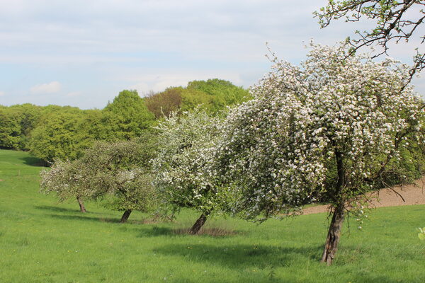 Blühende Obstbäume