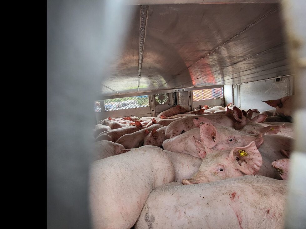 Der Schweinetransporter war völlig überladen