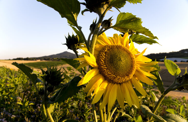 Sonnenblume vor Siebengebirgs-Panorama