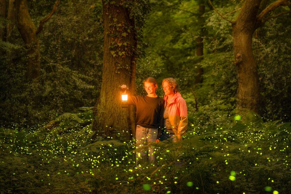 Zwei Menschen im märchenhaften Glühwürmchen-Meer