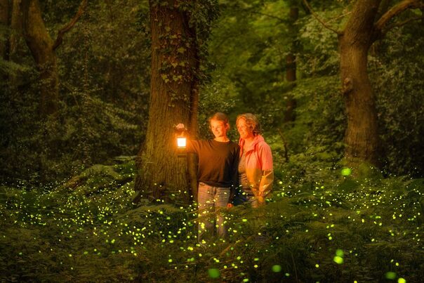Zwei Menschen im märchenhaften Glühwürmchen-Meer