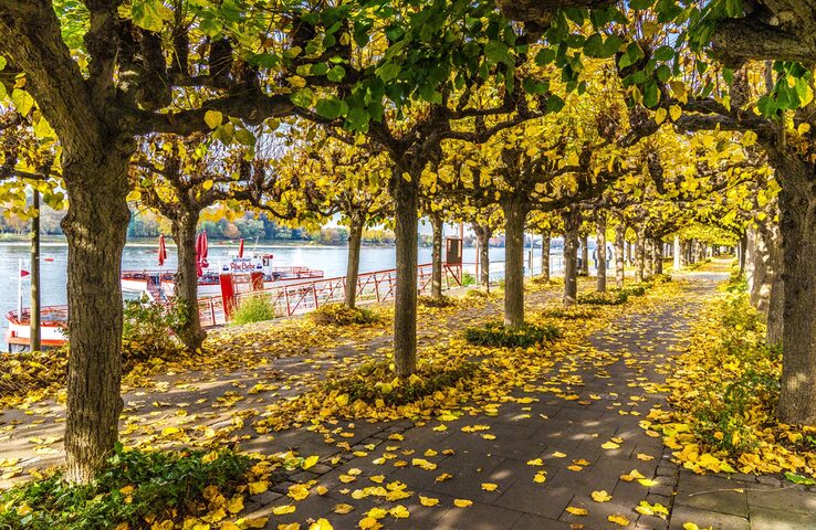 Rheinpromenade im Herbst
