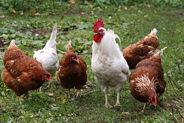 Hühner dem Veterinäramt melden