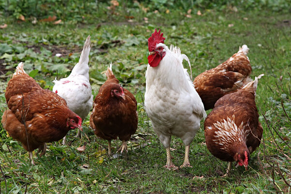 Hühner dem Veterinäramt melden (Symbolbild)