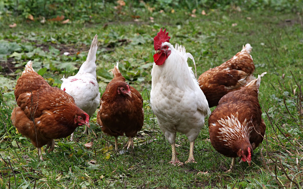 Hühner dem Veterinäramt melden (Symbolbild)