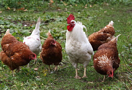 Hühner dem Veterinäramt melden (Symbolbild)