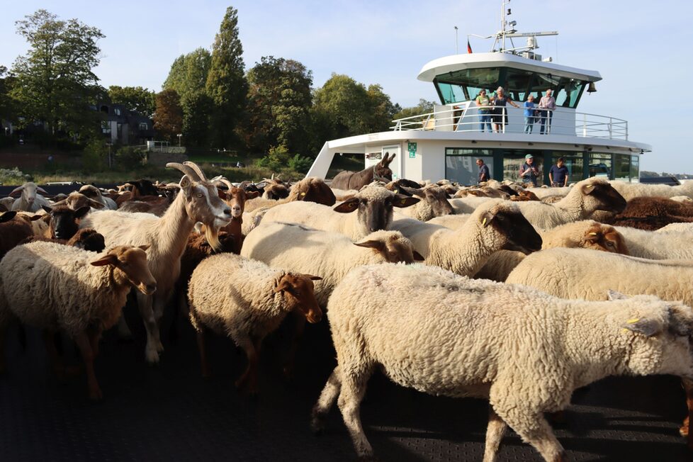 Ausflug der Schafe