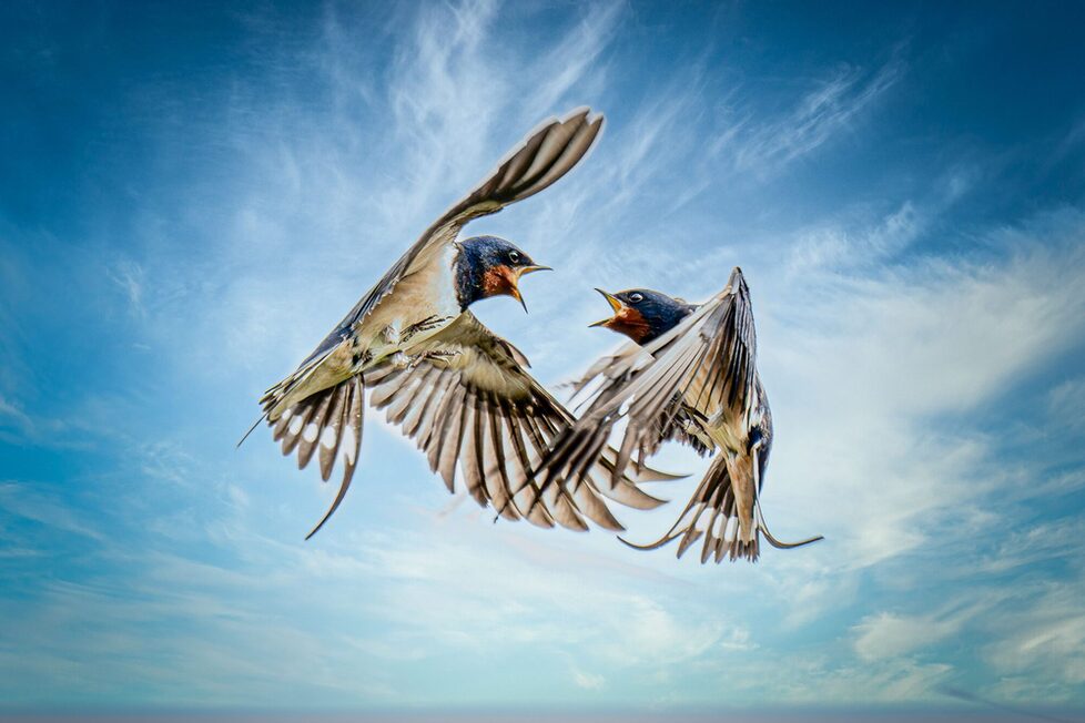 Streitende Rauchschwalben vor blauem Himmel