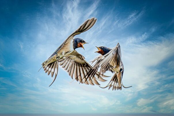 Streitende Rauchschwalben vor blauem Himmel