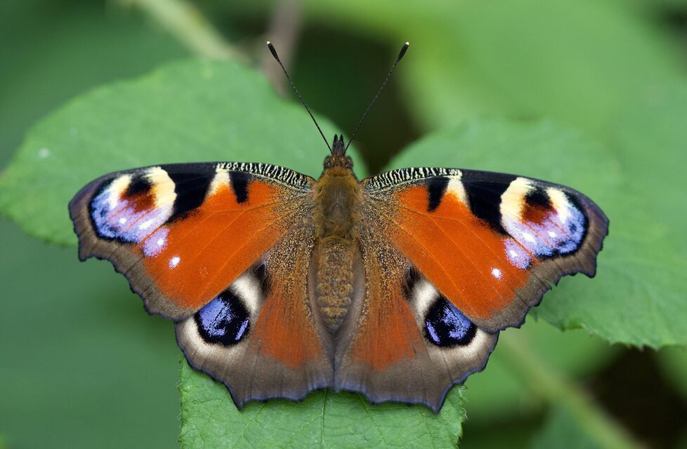 Schmetterling