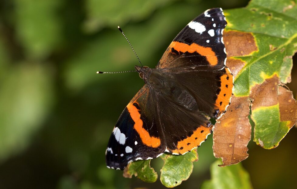Schmetterling