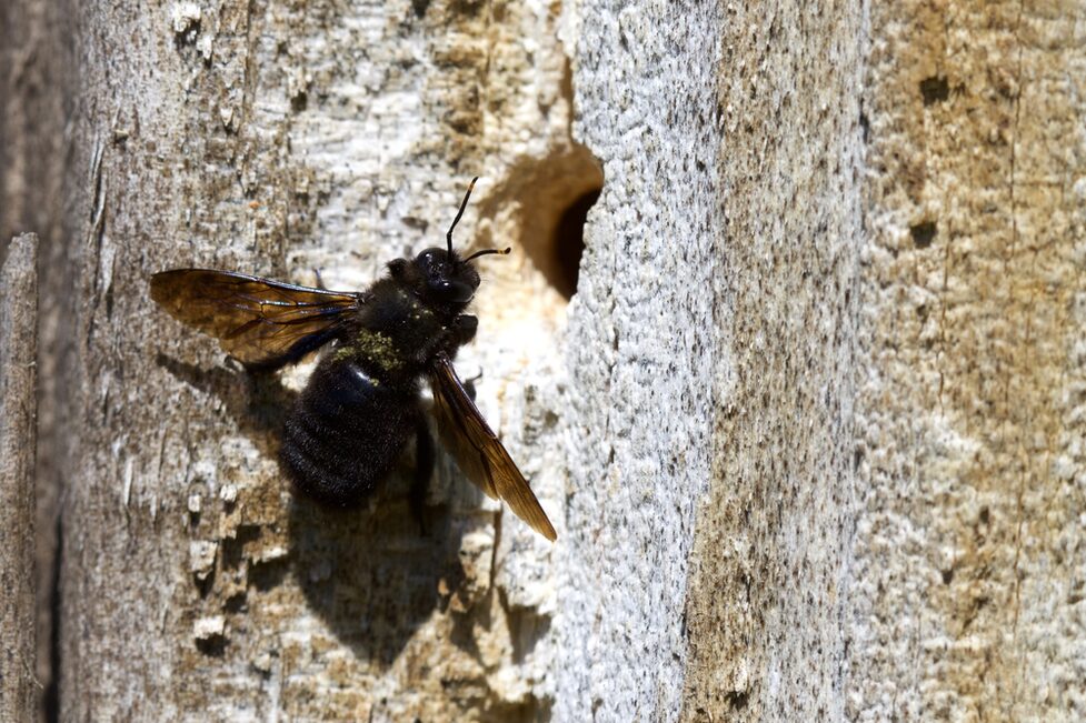 Grosse Holzbiene Männchen