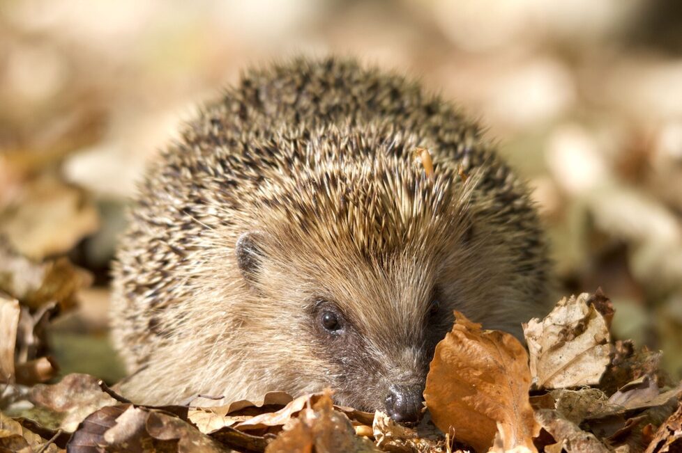 Igel im Garten