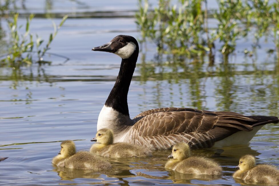Schwimmende Gänse-Familie