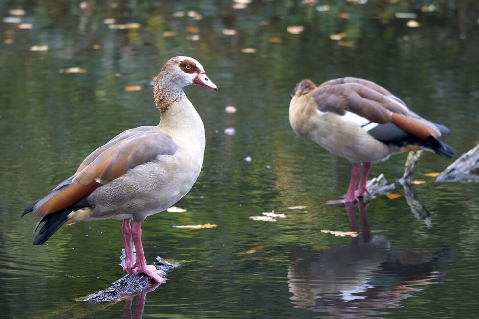 Nilgans
