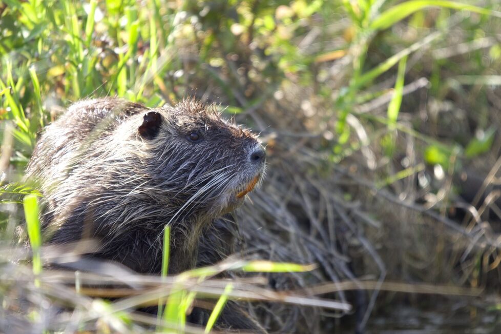 Nutria
